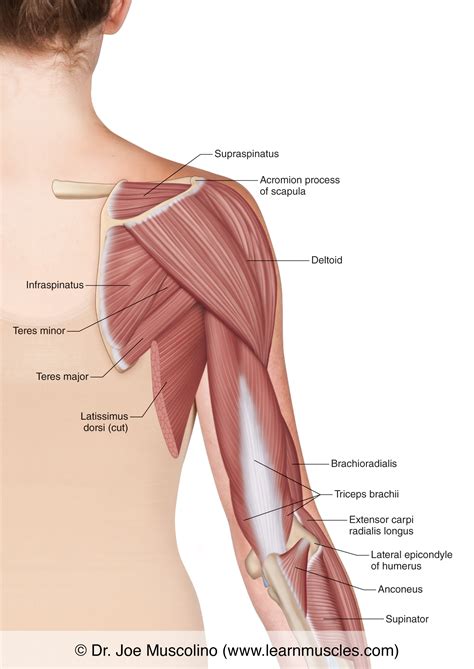 Muscles of the Posterior Arm - Superficial View - Learn Muscles