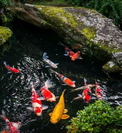 Save Space with a Miniature Koi Pond - Pond Cleaning Maintenance ...