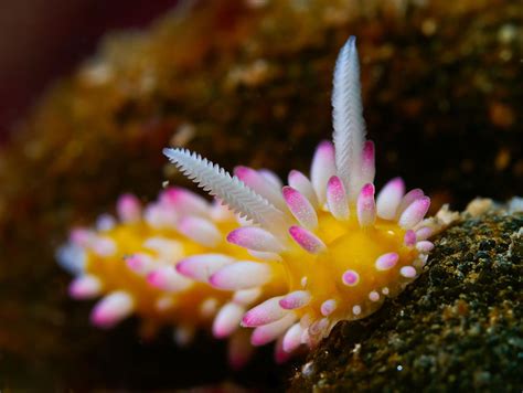 Most Colorful Sea Slugs on Earth | Great Inspire