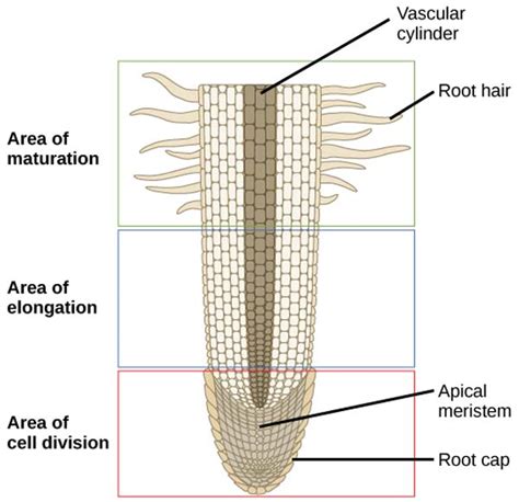 Corn Root Diagram