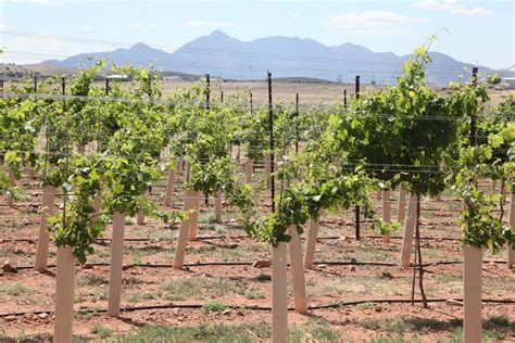 Sonoita Wine Country