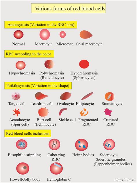 Red blood cell count range - gourmethost