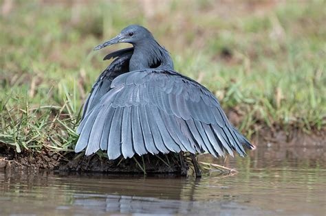 Black Egret Using Wings As An Umbrella Whilst Fishing, Gambia ...