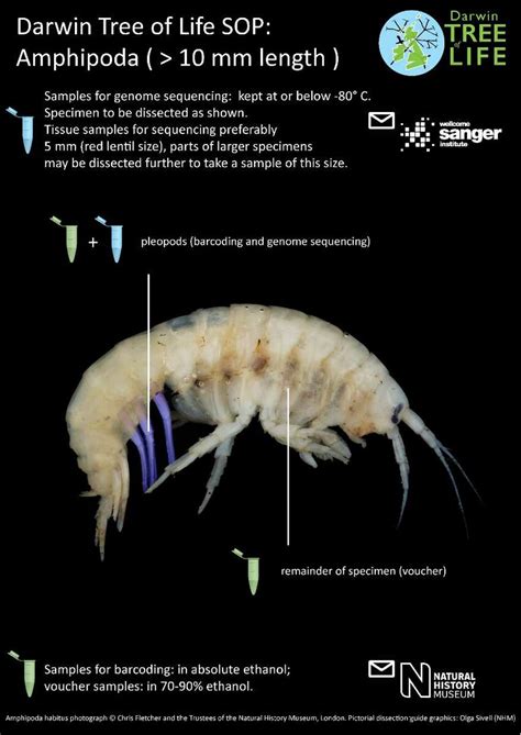 Isopoda Isopoda | Download Scientific Diagram