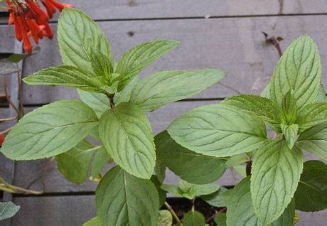 Peppermint Tea For Weight Loss