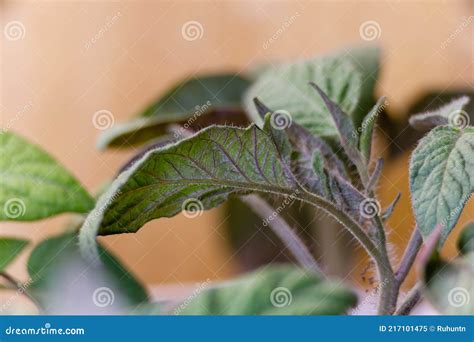 Tomato Seedling Leaves Turning Purple Indicating a Phosphorus ...