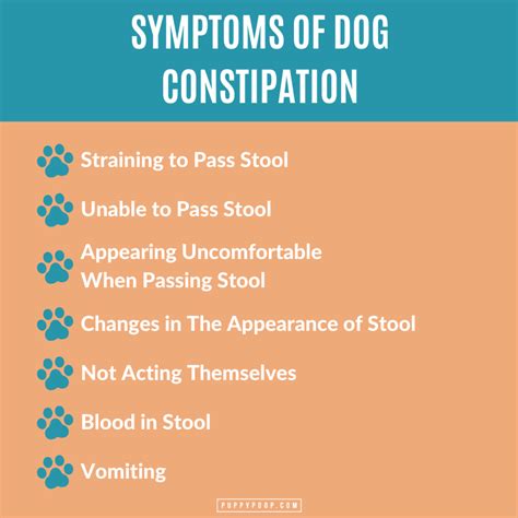 What Are The Signs Of A Constipated Dog