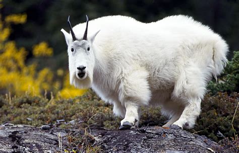 The Mountain Goat | Basic Facts and Photos | The Wildlife