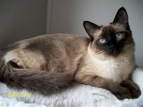 The Long-Haired Siamese Cat: Everything You Need To Know – CatsInfo