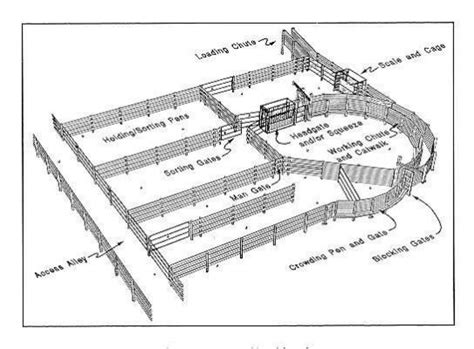 Cattle, Sorting and Pens on Pinterest Cattle Ranching, Cattle Farming ...