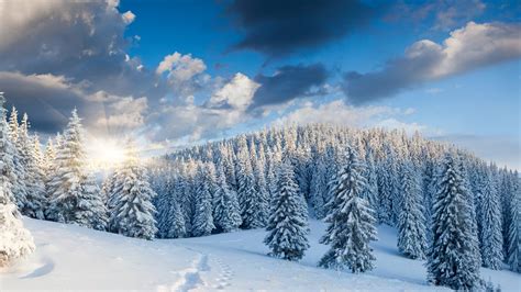 🔥 Free Download Winter Forest Wallpaper by @jeffreymueller ...