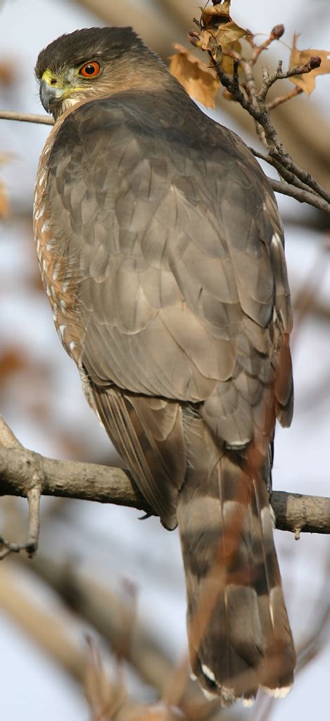 Cooper’s Hawk | Blackland Prairie Raptor Center