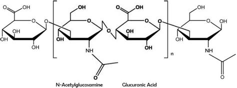 Hyaluronic Acid: Unique Metabolism from Beginning to End | Encyclopedia ...