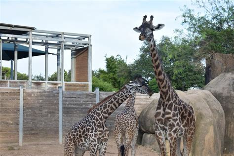 A Guide for Things to See and Do at the Houston Zoo