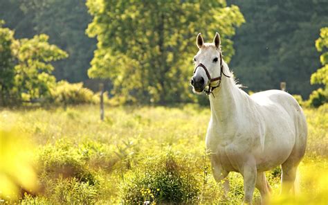 Spring Wallpaper with Horses - WallpaperSafari