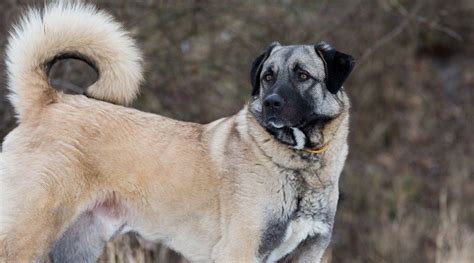 Anatolian Shepherd Dog Breed Information and Pictures