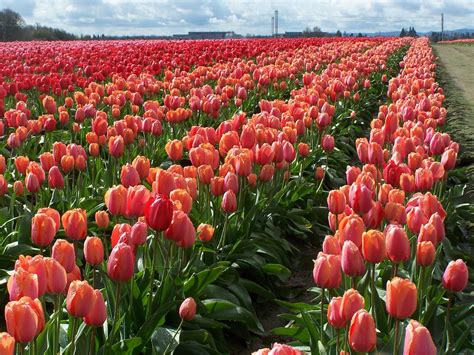 Tulip Flower Gardens In Usa | Fasci Garden