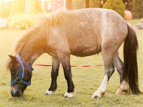 Premium Photo | Pony horse. small horse in farm.