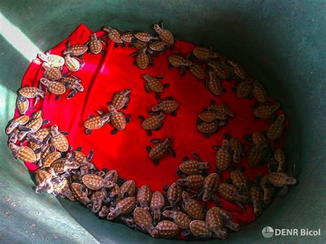 95 PAWIKAN HATCHLINGS RELEASED IN CAGMANABA, OAS SHORE - Philippines Report