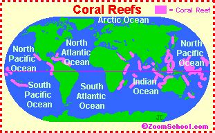 Coral Reef Animal Printouts - EnchantedLearning.com