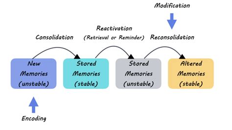 A Better Understanding of Memory Formation and Storage — BrainPost ...