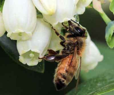 Invest in pollination for success with highbush blueberries - MSU Extension