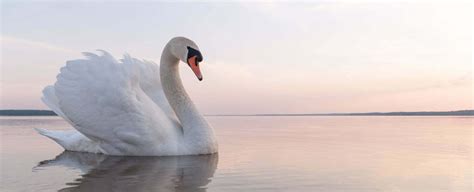 Swan Symbolism, Dreams, and Messages - Spirit Animal Totems