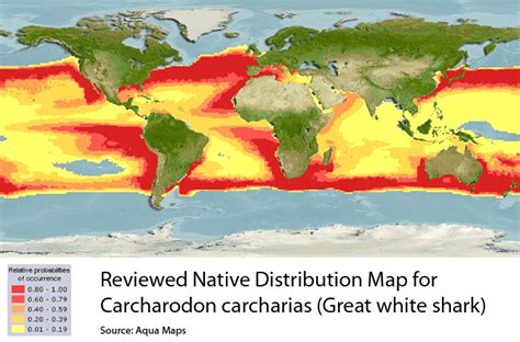 Great White Shark Migration Map