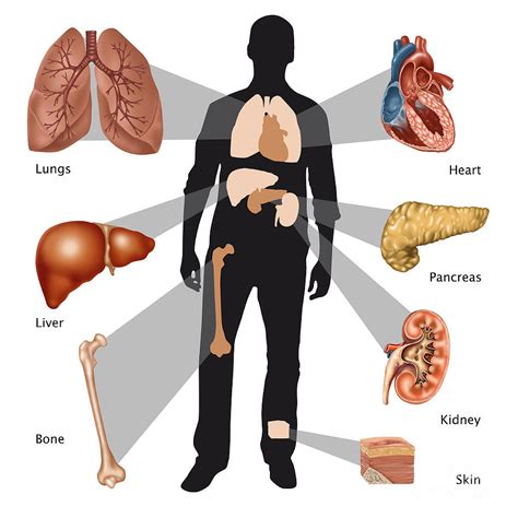 Transplantable Organs, Illustration Photograph by Gwen Shockey - Pixels