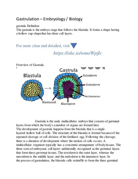 Gastrulation.docx