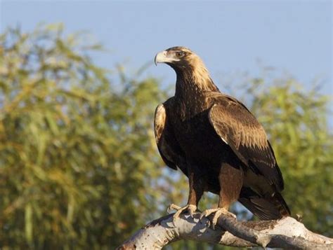 Wedge Tailed Eagle Facts for Kids - Australian Wedge Tailed Eagle Facts ...