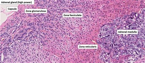 Adrenal – Normal Histology – NUS Pathweb :: NUS Pathweb