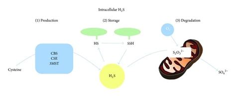 Sources of hydrogen sulfide. (a) Environmental hydrogen sulfide (H2S ...