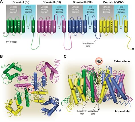 Voltage-Gated Sodium Channels: Structure, Function, Pharmacology, and ...