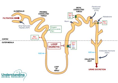 Furosemide - diuretic | ari.info | ari.info