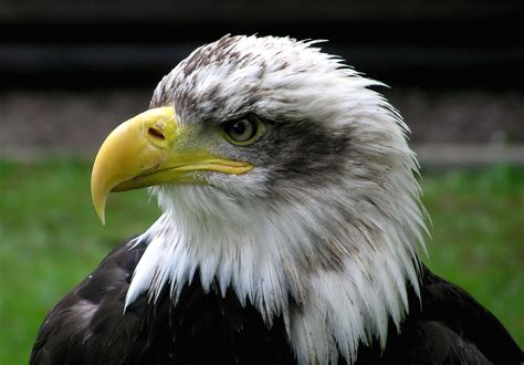 File:Bald.eagle.closeup.arp-sh.750pix.jpg - Wikipedia