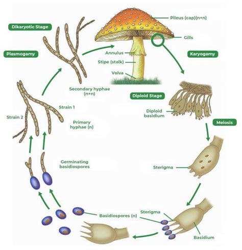 Basidiomycota Diagram