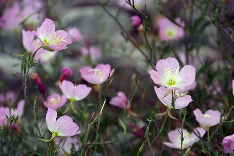 How to Grow and Care for Pink Evening Primrose