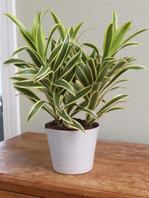 Dracaena - Add these low-light, humidity loving plants to your bathroom ...