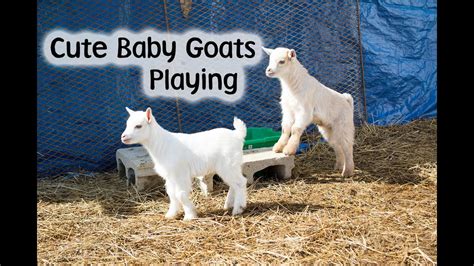 Cute Baby Goats Playing Compilation - YouTube