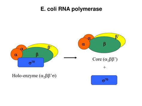 PPT - DNA PowerPoint Presentation - ID:5623166