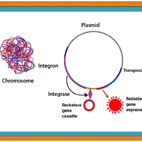 (PDF) Antibiotic Resistance in Proteus mirabilis: Mechanism, Status ...