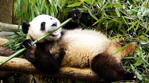 Scientists find out why giant pandas eat bamboo rather than meat - CGTN