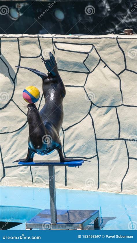 Sea Lion Balancing a Ball on His Nose Editorial Photography - Image of ...