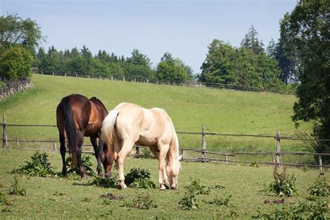 Premium Photo | Horses in the meadow