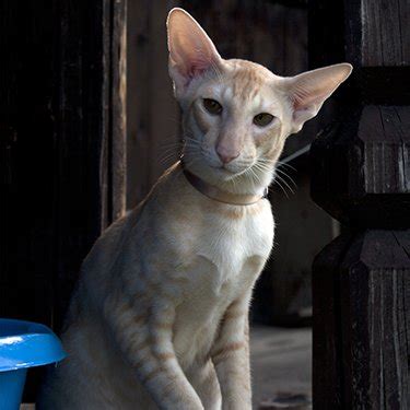 Best Oriental Shorthair Cat Breeders - Cat Kingpin