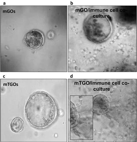 Organoid and Immune cell Co-Culture. Organoid/immune cell co-cultures ...