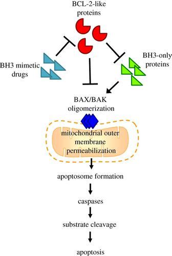 Targeting BCL-2 regulated apoptosis in cancer | Open Biology