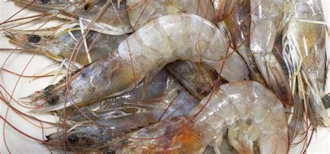 Prawns Fish Farming | Commercial Spices | Market Demand