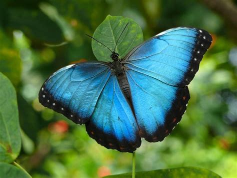 Créer l'effet papillon : une cause infime peut avoir de grands effets ...